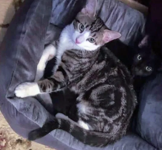 Lost cat in Syracuse, NY, 13210