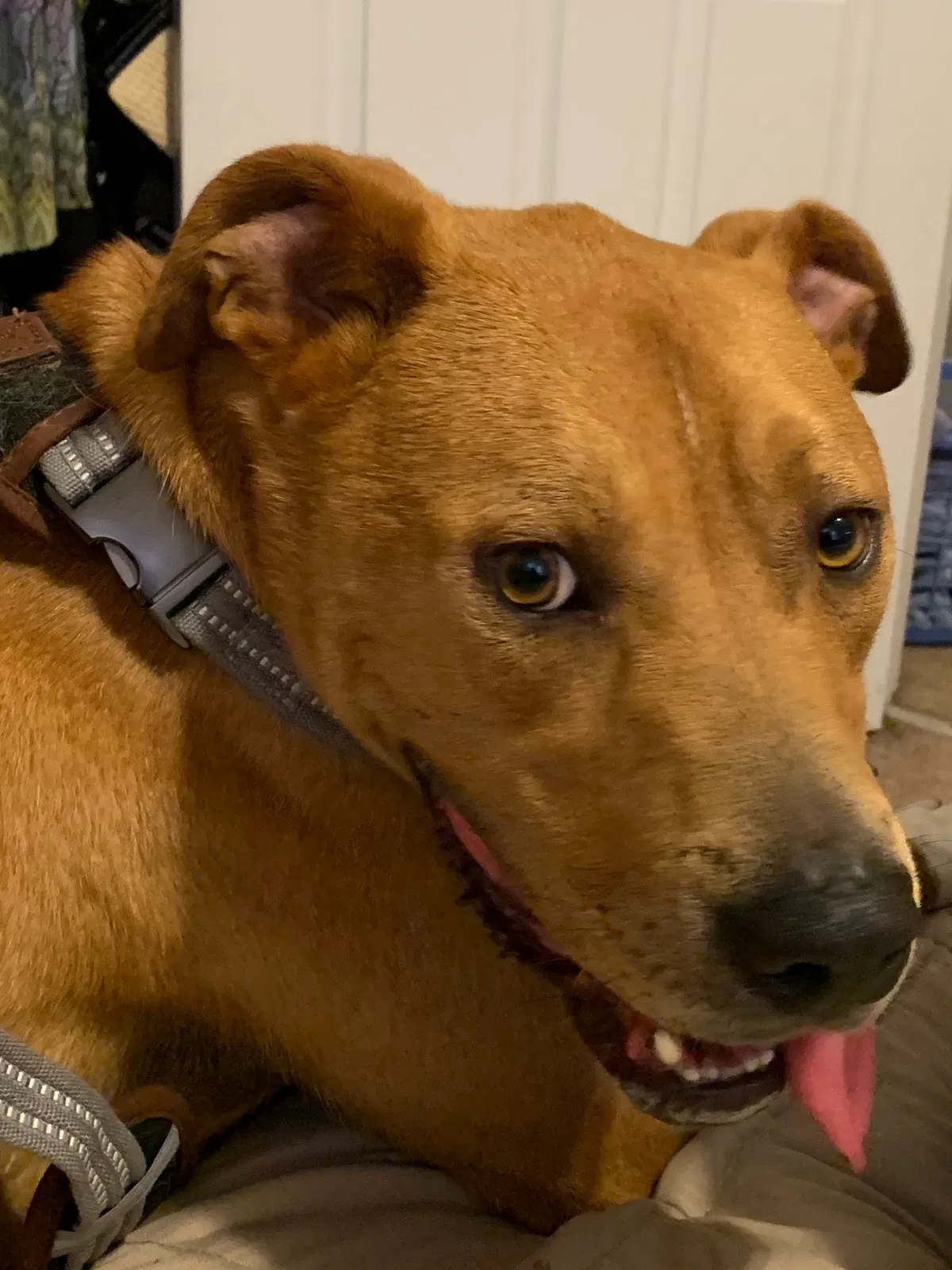 Lost dog in Millington, TN, 38053