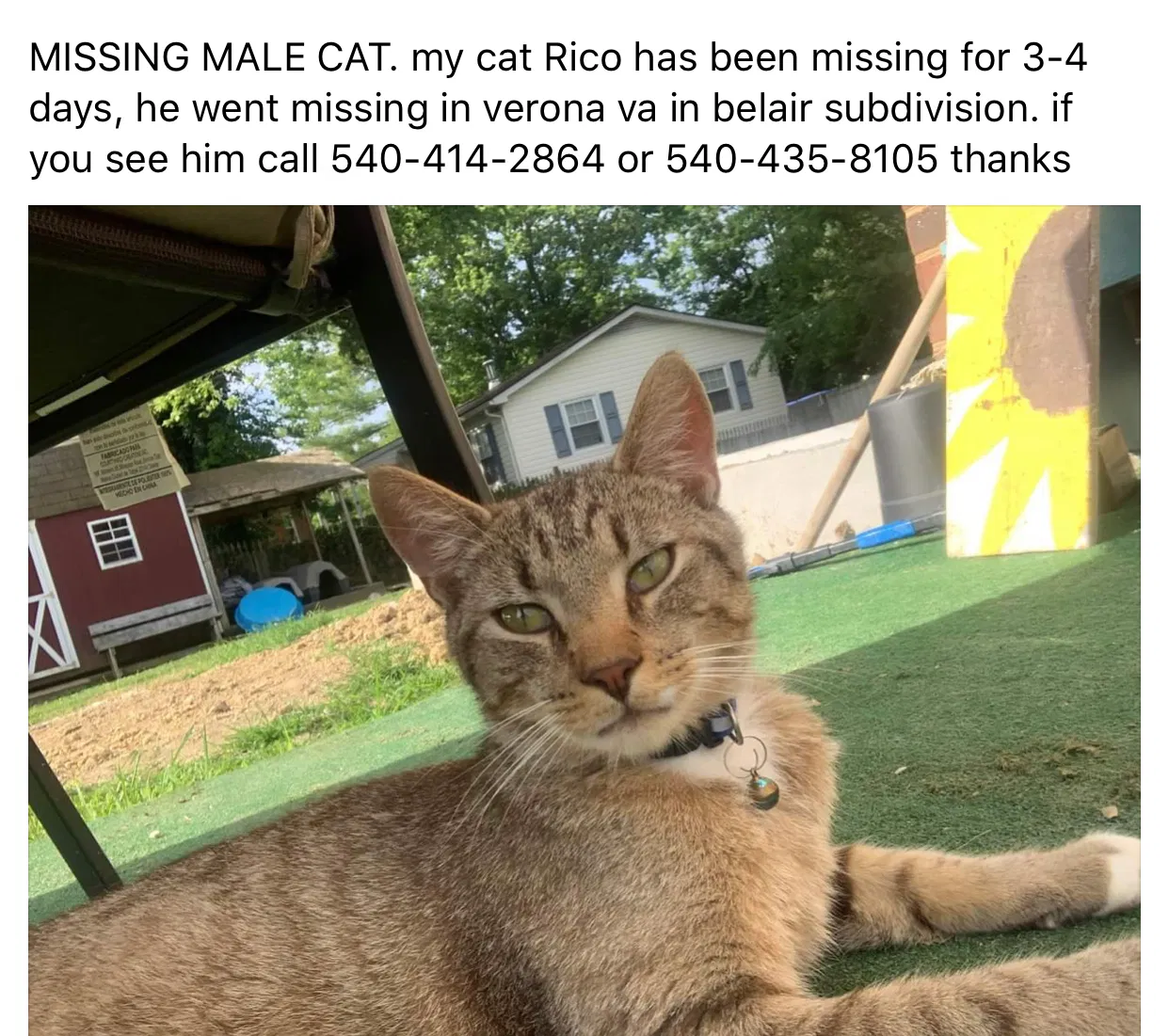 Lost cat in Verona, VA, 24482