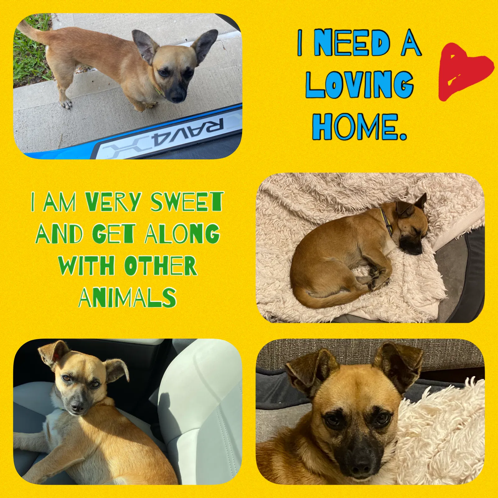 Found dog in Mission, TX, 78572