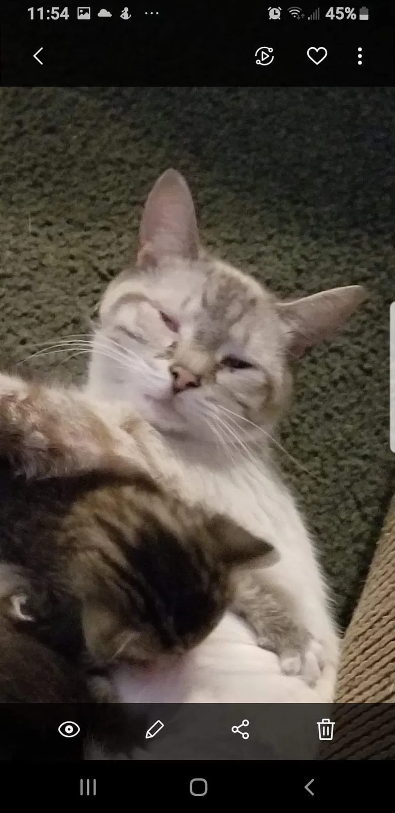 Lost cat in New Kensington, PA, 15068