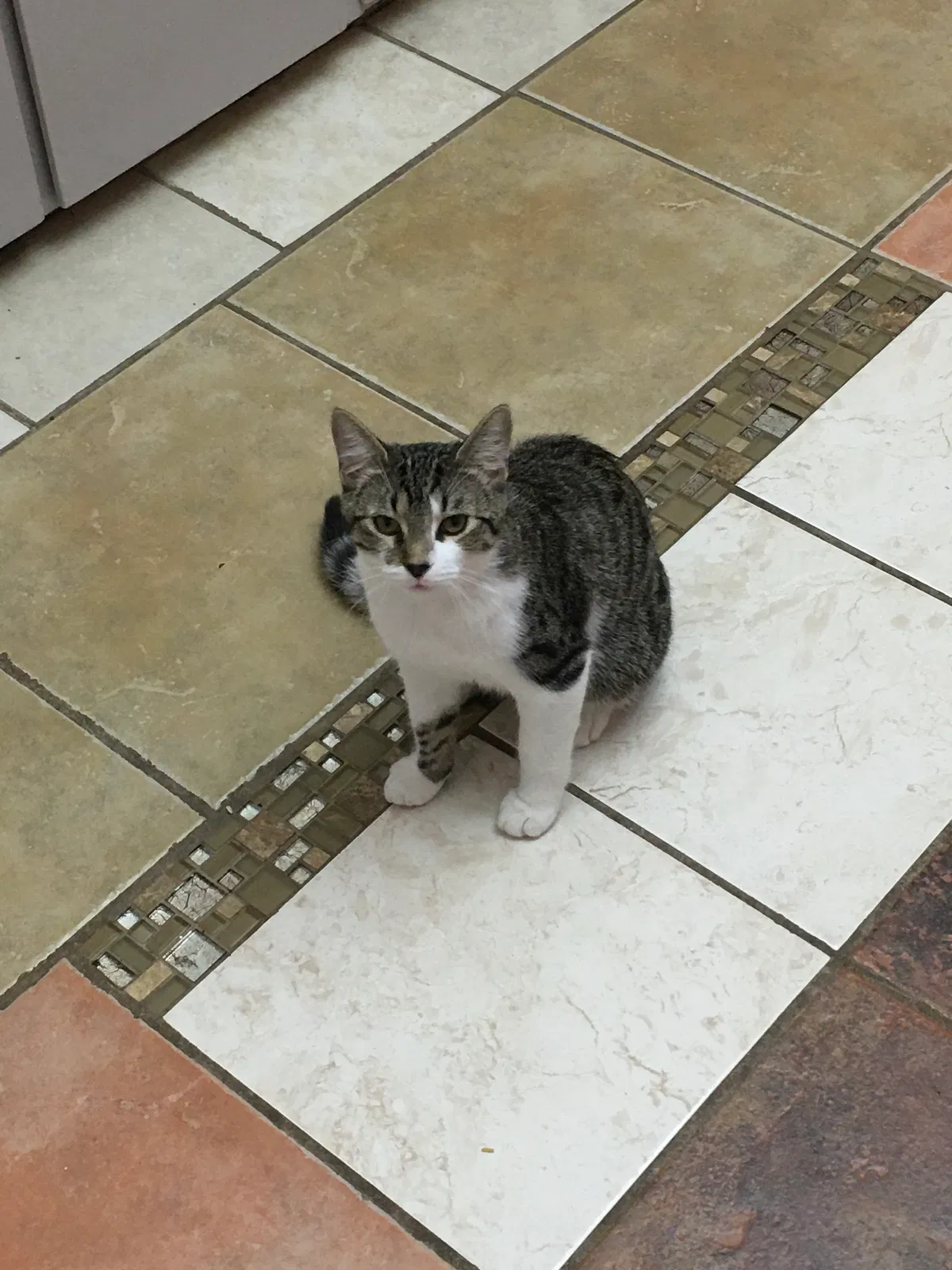 Lost cat in Green Bay, WI, 54301