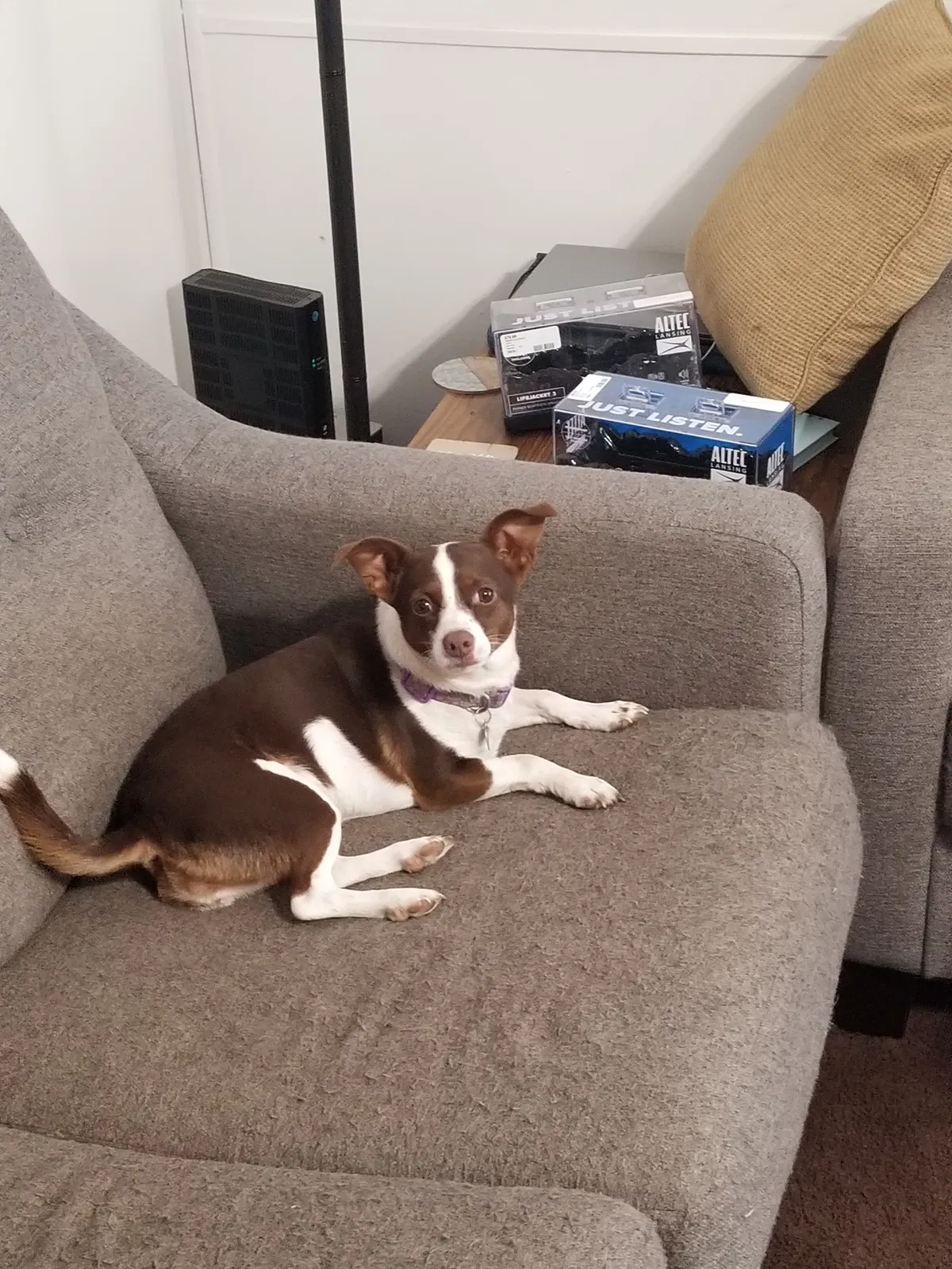 Lost dog in Theodore, AL, 36582