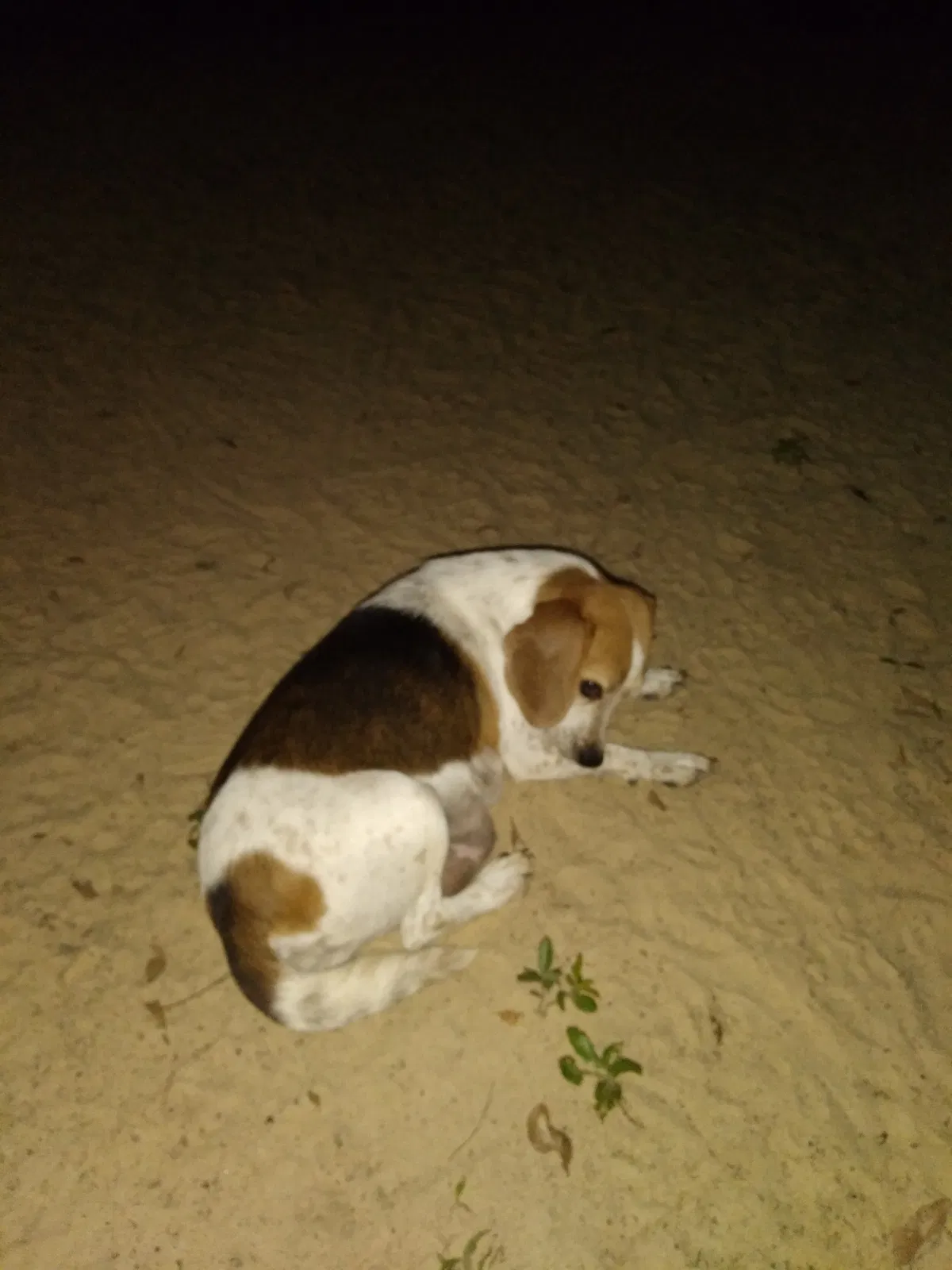 Found dog in Live Oak, FL, 32060