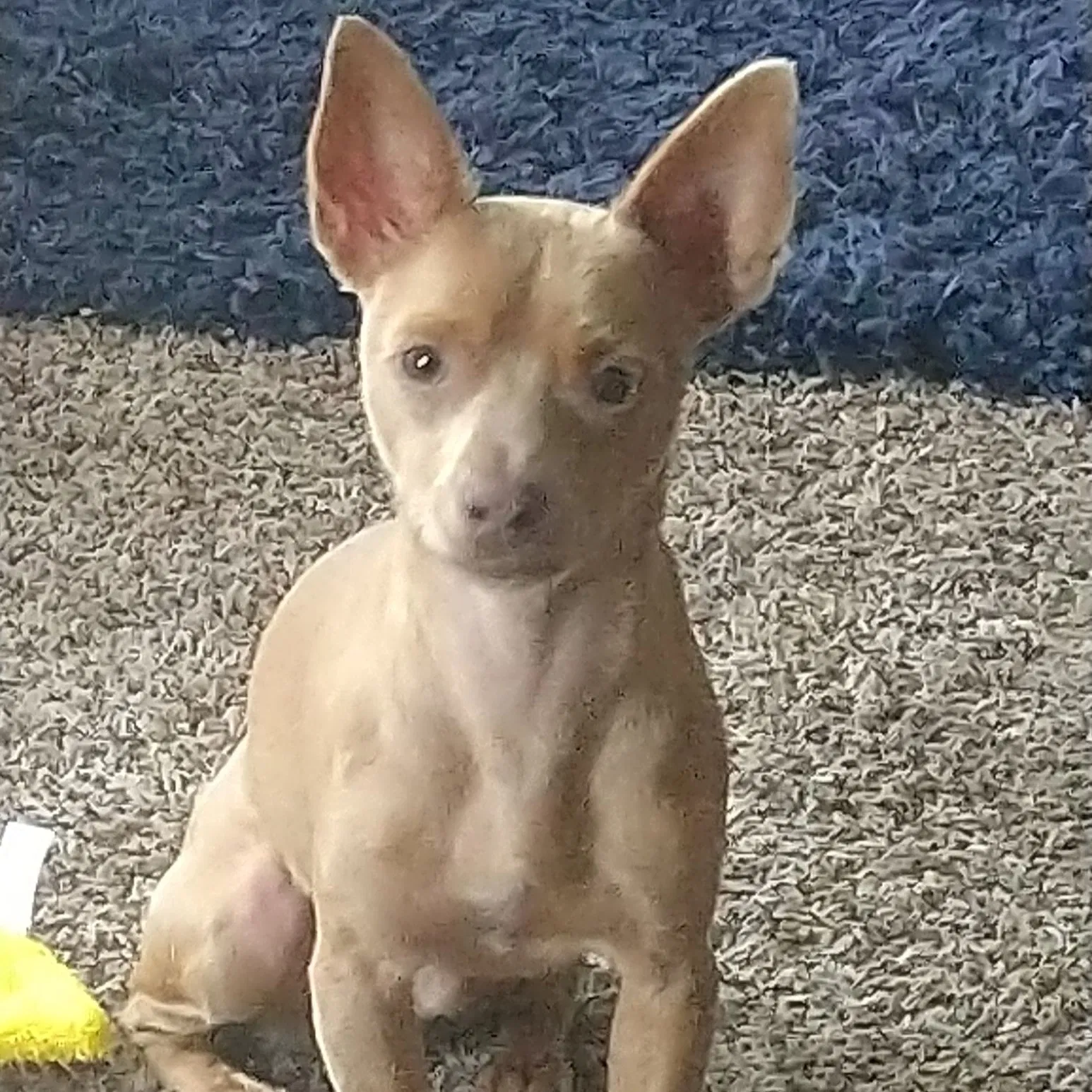Lost dog in Seattle, WA, 98125