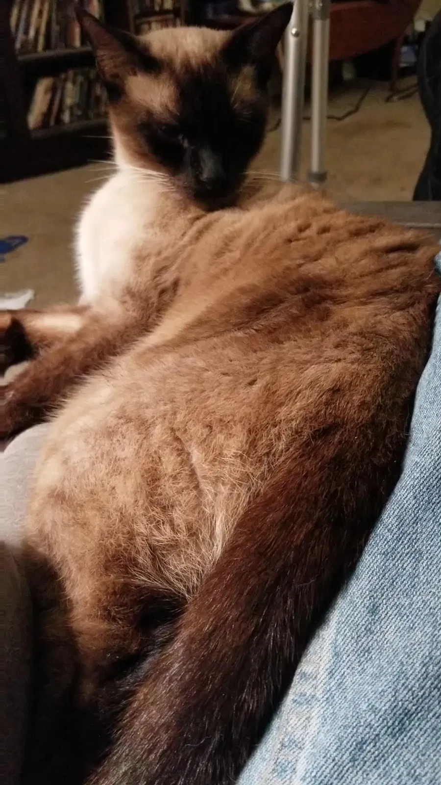 Lost cat in Lake Alfred, FL, 33850