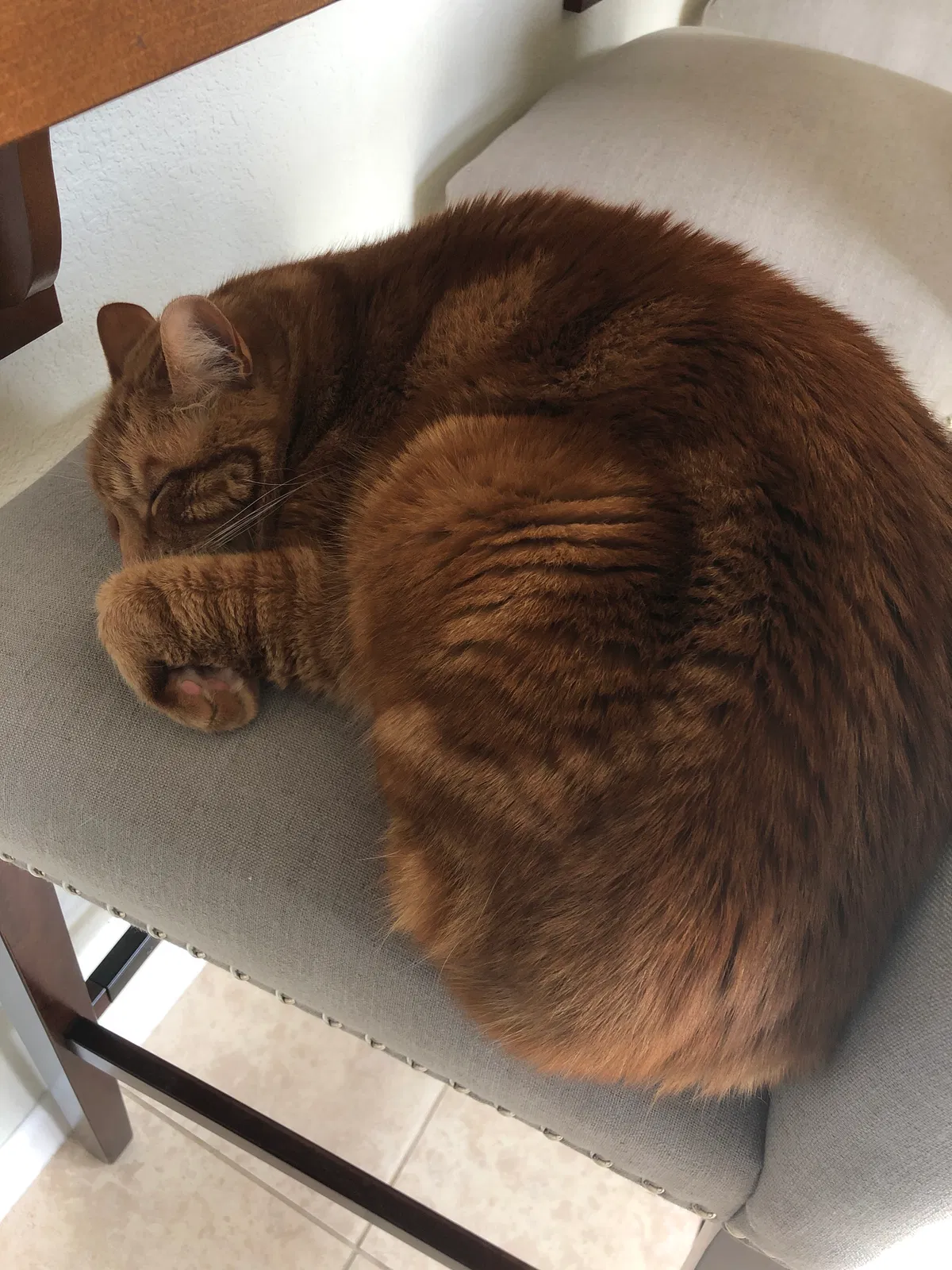 Lost cat in Fairfield, CA, 94533