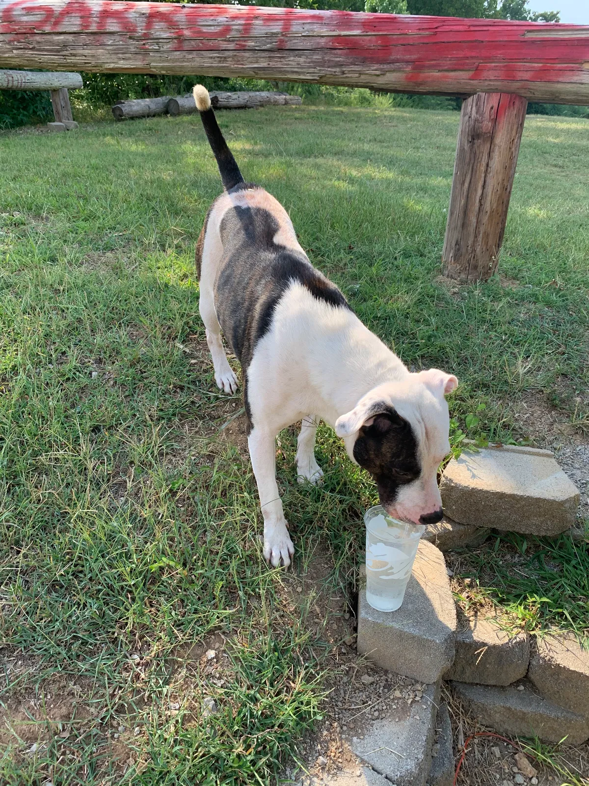 Found dog in Winchester, TN, 37398