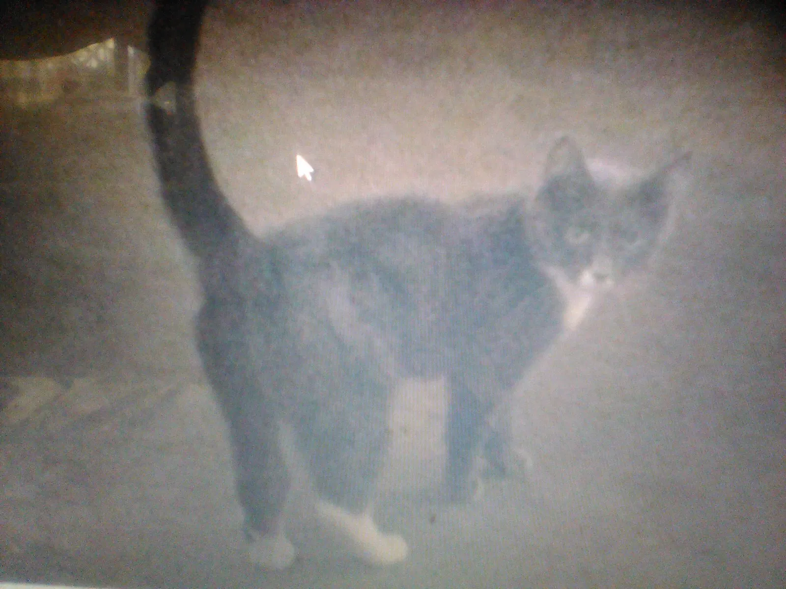 Lost cat in North Las Vegas, NV, 89032