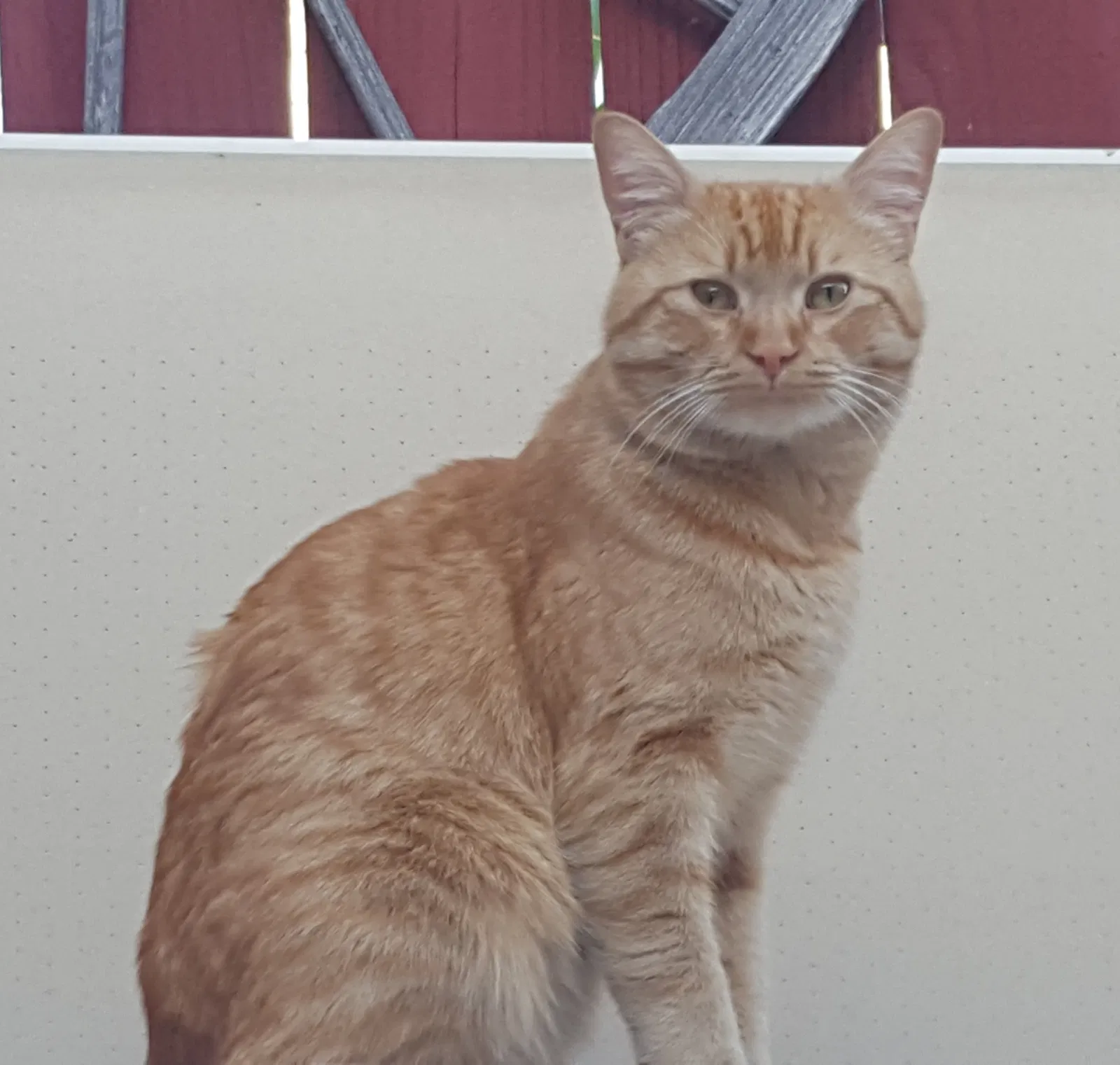 Lost cat in Los Angeles, CA, 90037