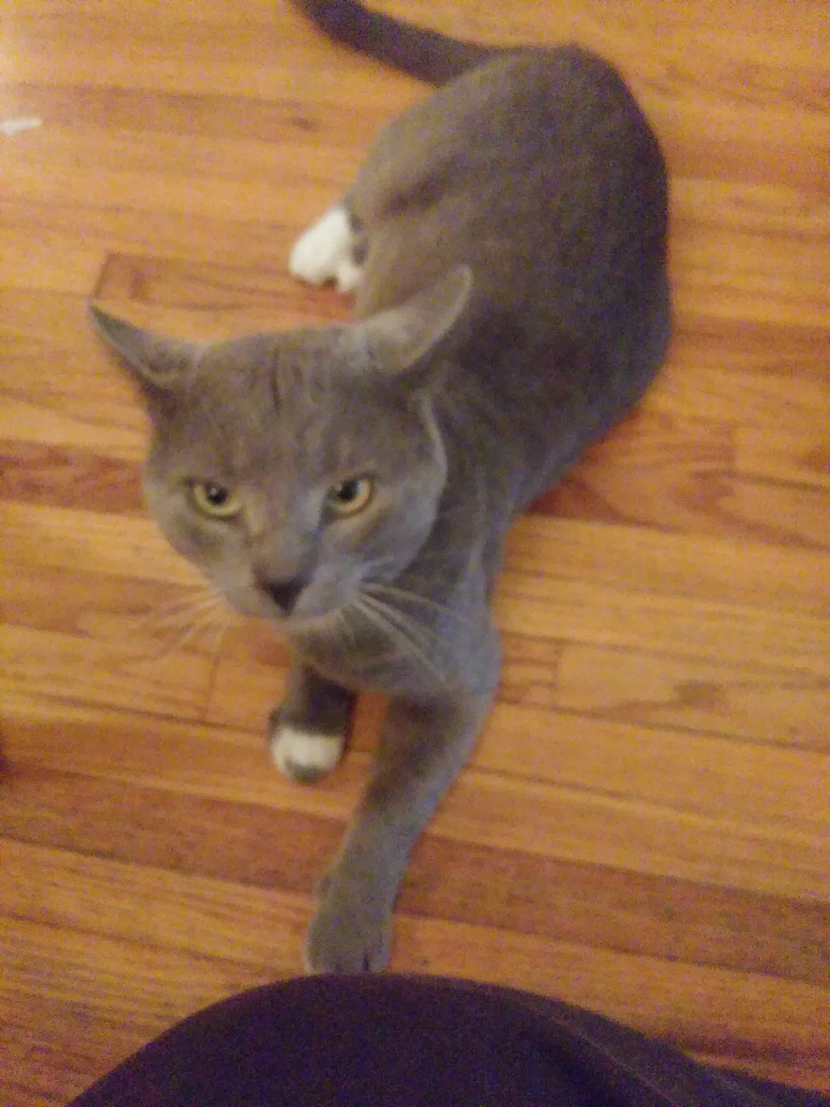 Lost cat in Lomita, CA, 90717