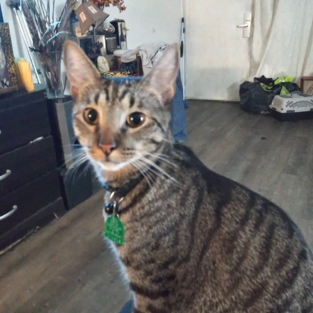 Lost cat in Atlanta, GA, 30340