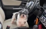 Lost dog in Columbus, OH, 43228