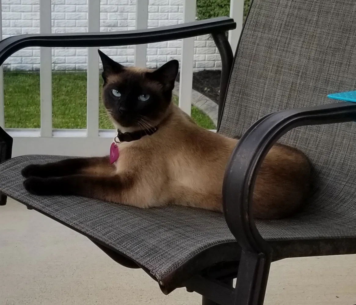 Lost cat in Stafford, VA, 22556
