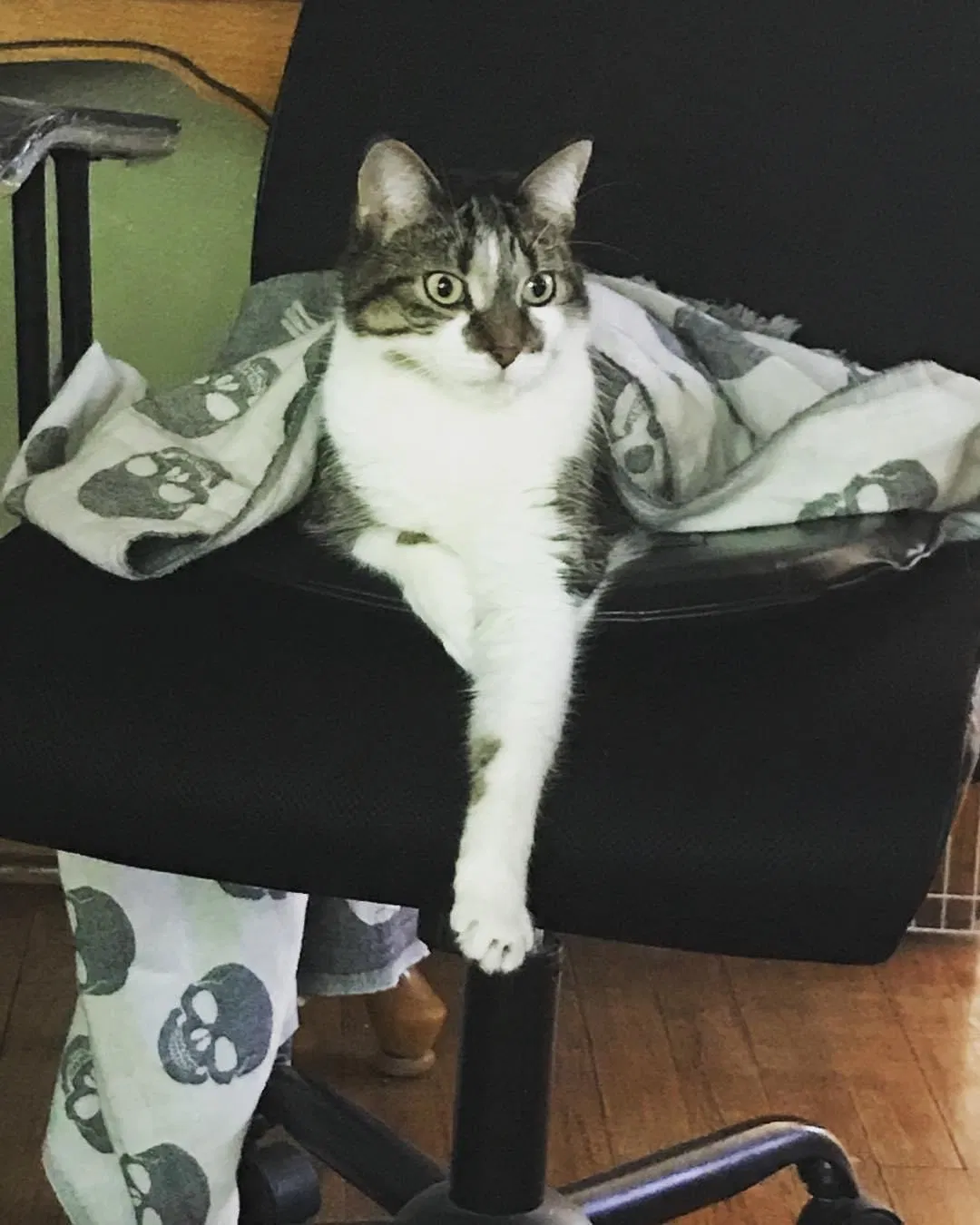 Lost cat in Waukegan, IL, 60085