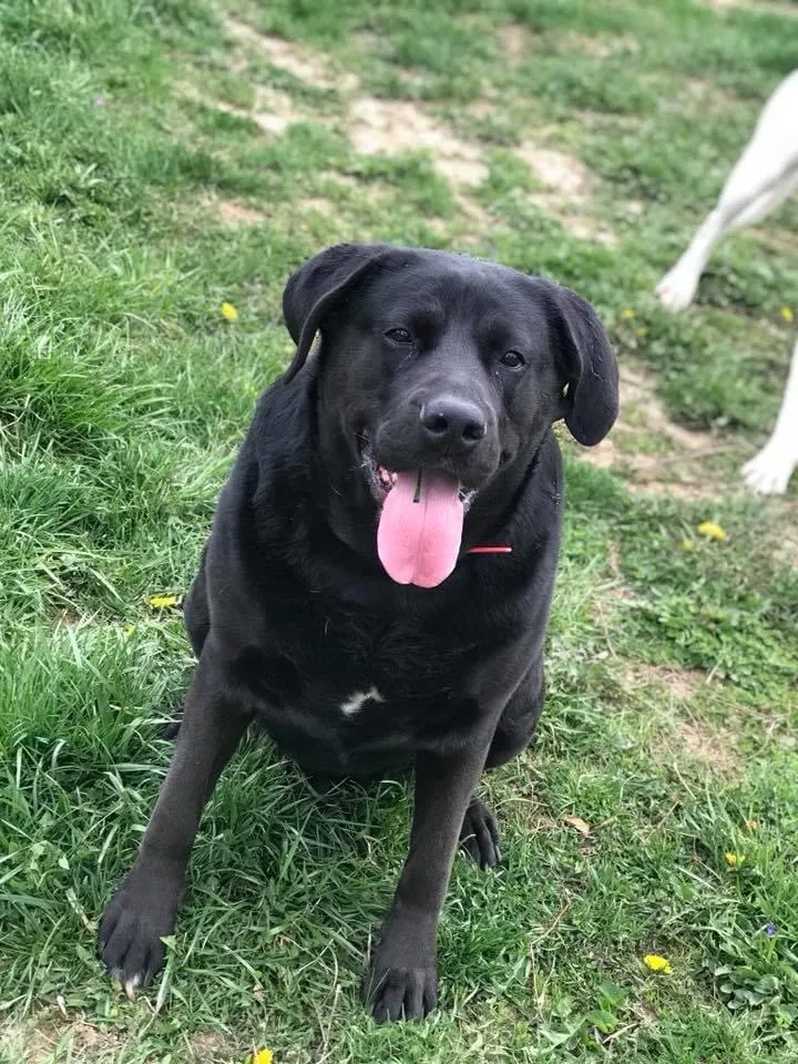 Lost dog in Brownsburg, IN, 46112