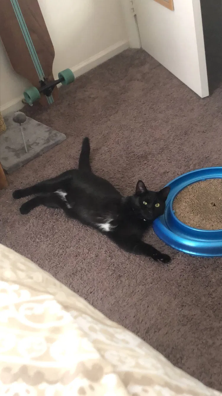Lost cat in Pineville, NC, 28134