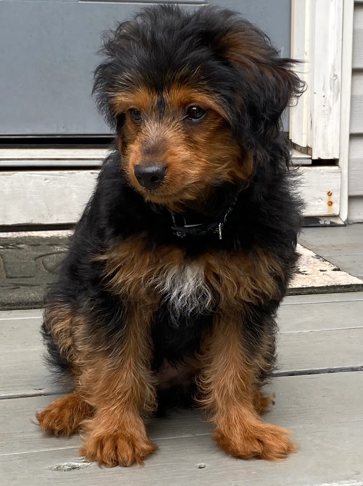Lost dog in Decatur, GA, 30034