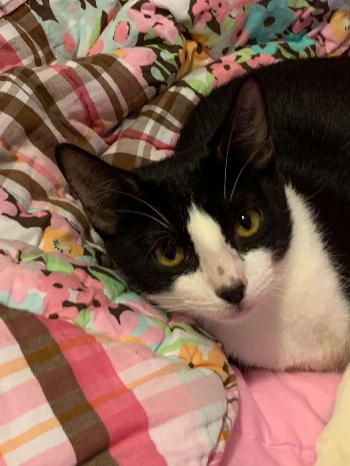 Lost cat in Tarpon Springs, FL, 34688