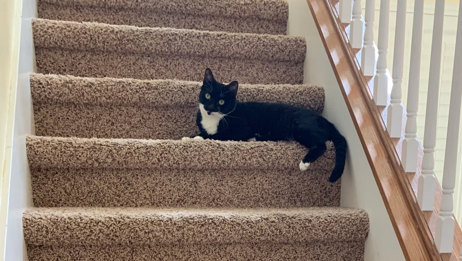 Lost cat in Tarpon Springs, FL, 34688