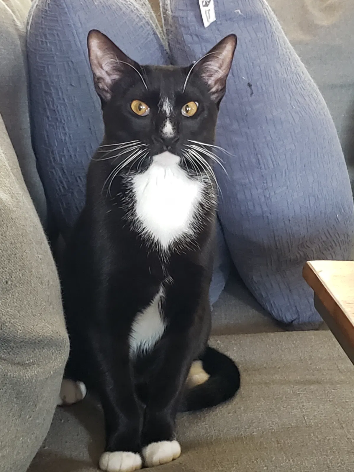 Lost cat in Austin, TX, 78734
