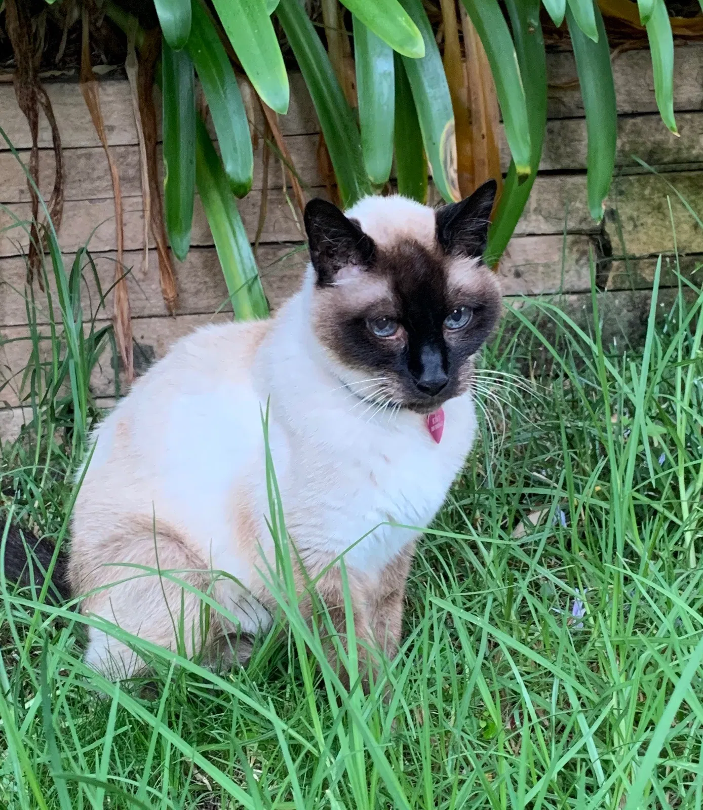 Lost cat in San Carlos, CA, 94070