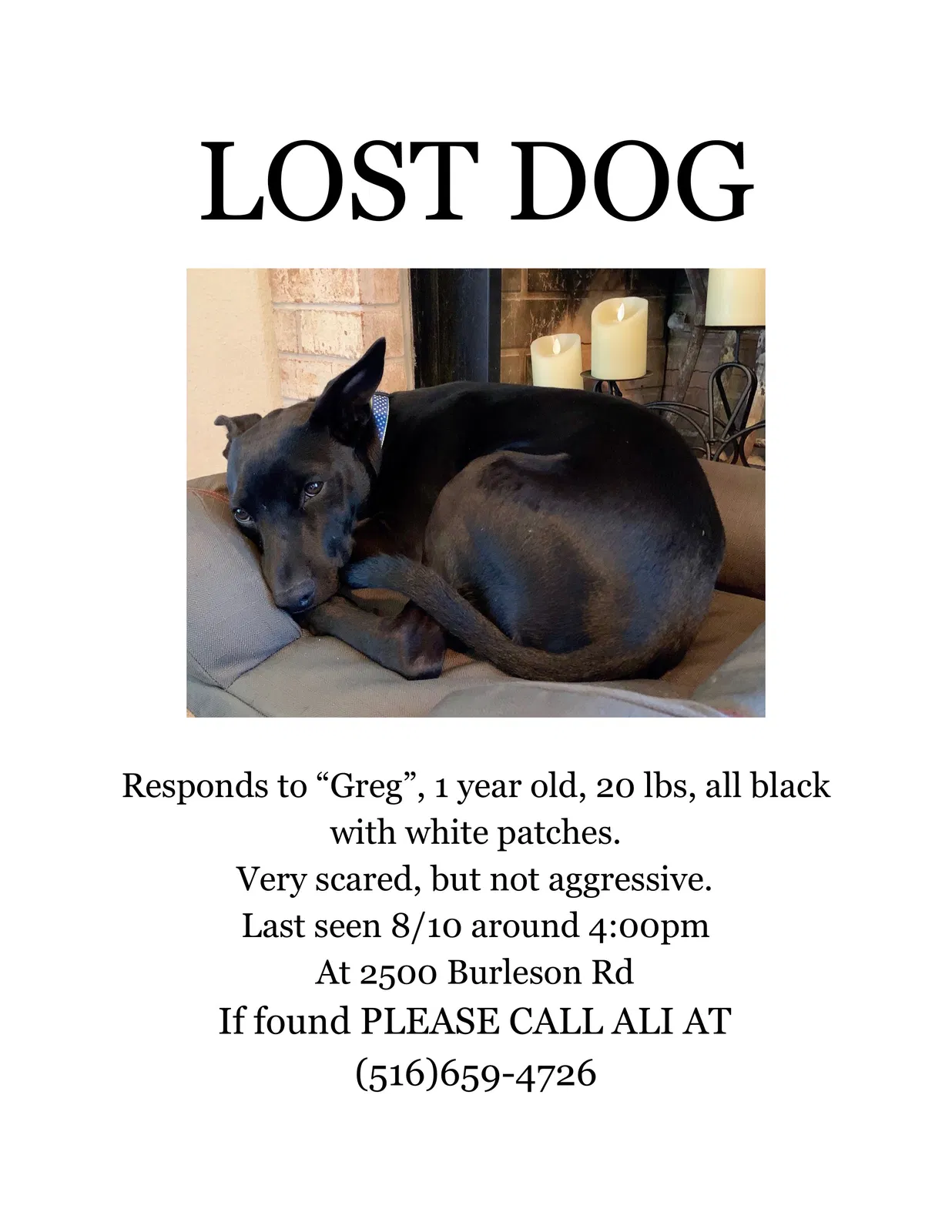 Lost dog in Austin, TX, 78741