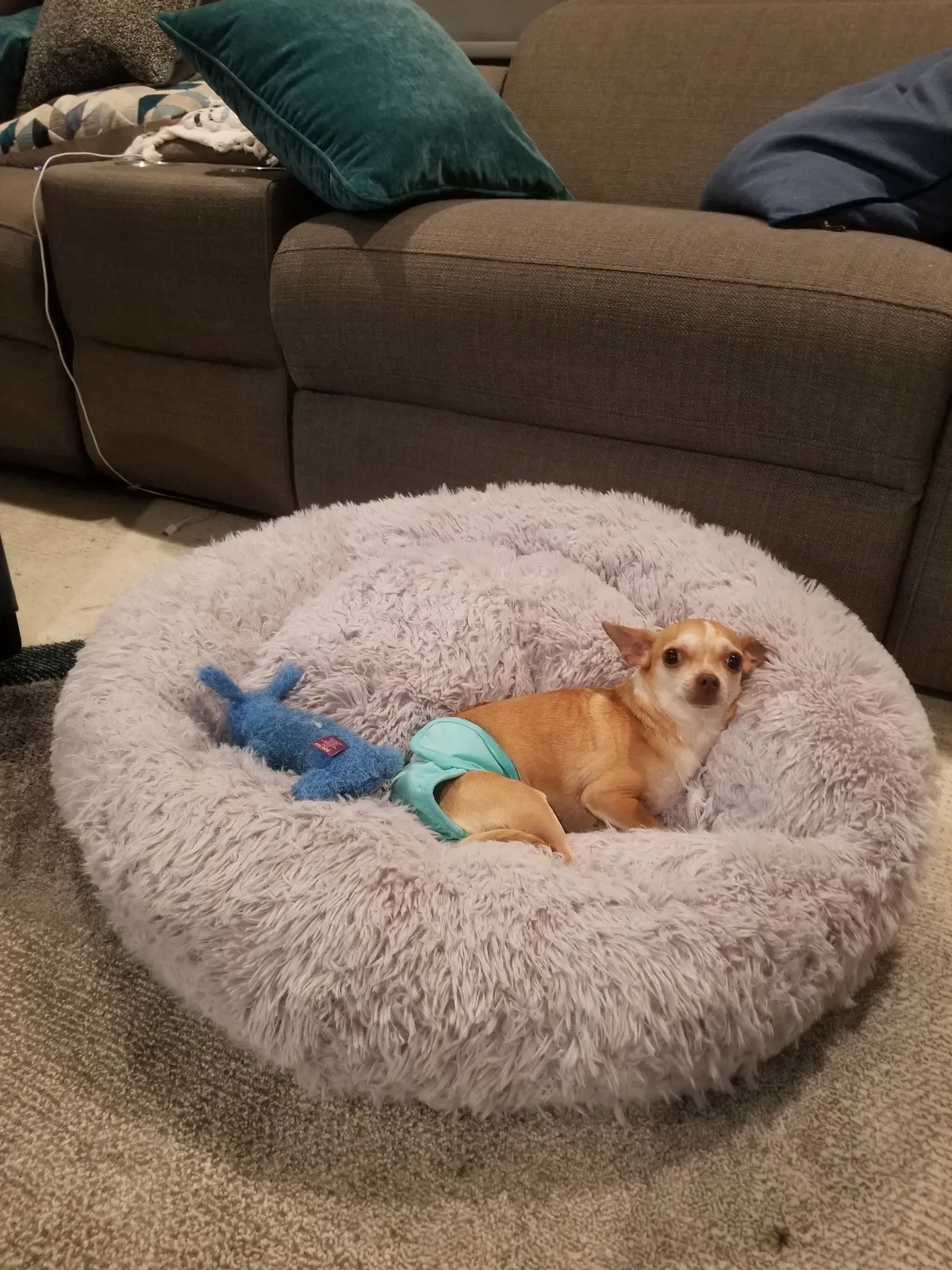 Lost dog in Bonita, CA, 91902