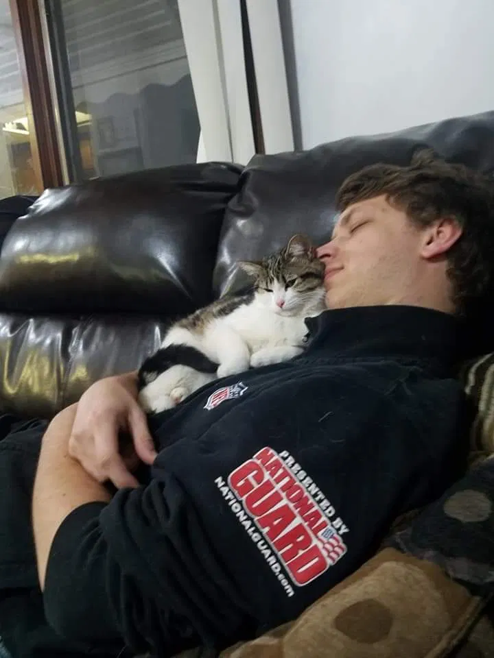 Lost cat in Collinsville, IL, 62234