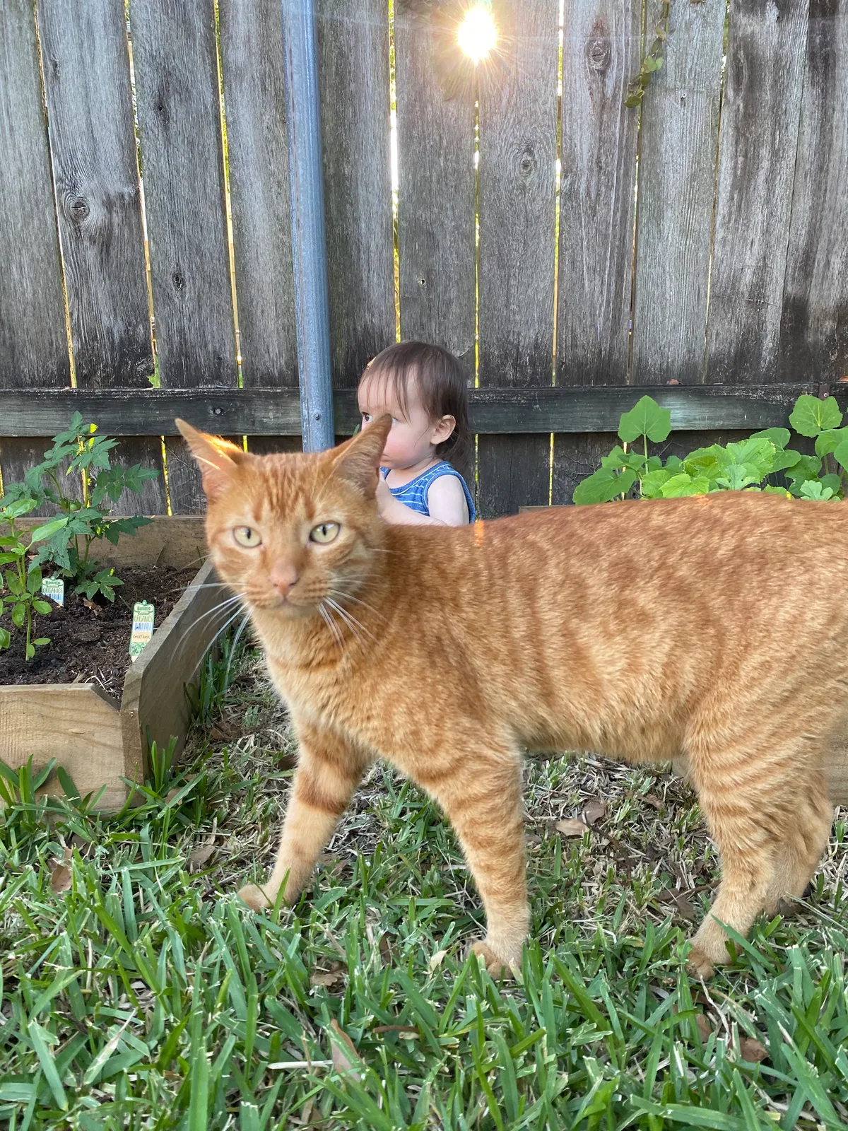 Lost cat in New Orleans, LA, 70125