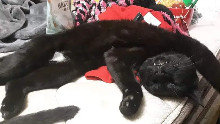 Lost cat in Fountain Inn, SC, 29644