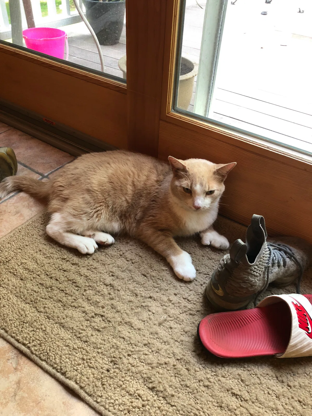 Lost cat in Yorktown Heights, NY, 10598