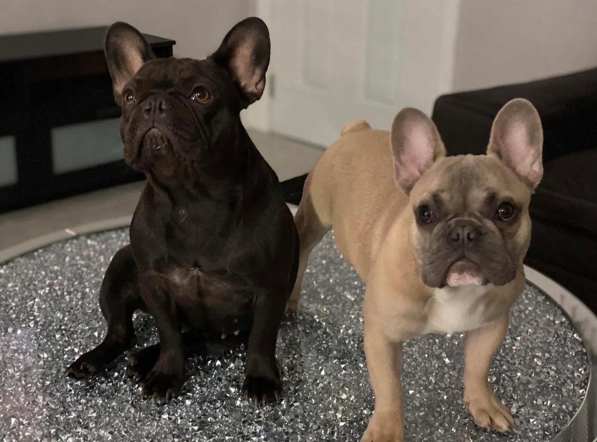 Lost dog in Miami Gardens, FL, 33056