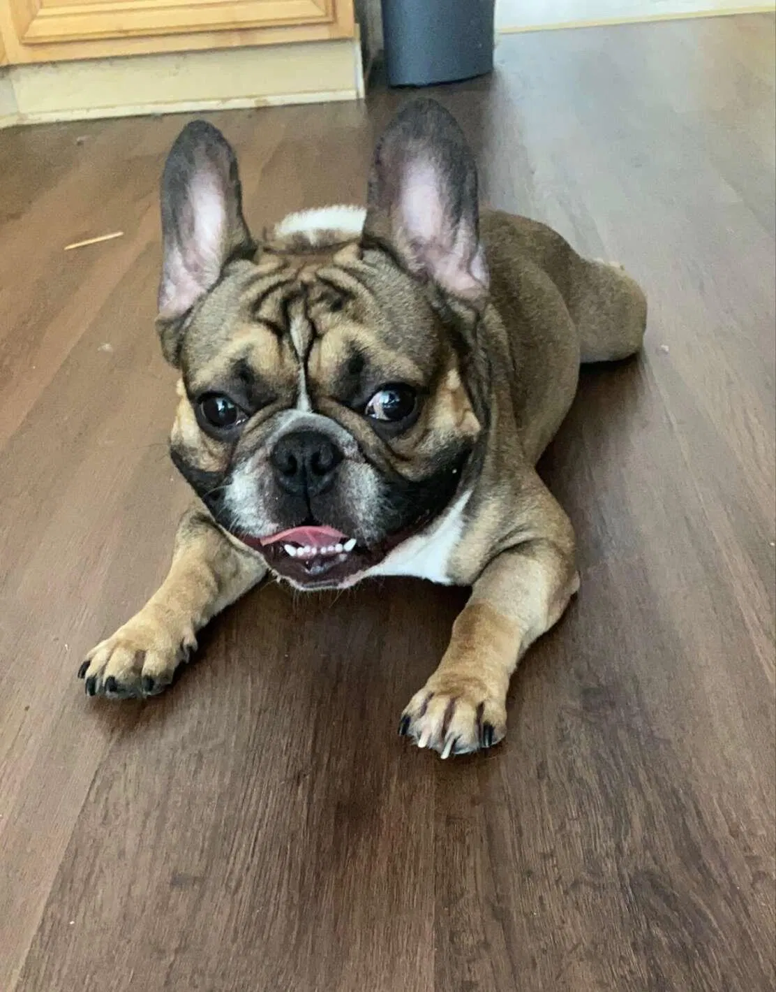 Lost dog in Naples, FL, 34120