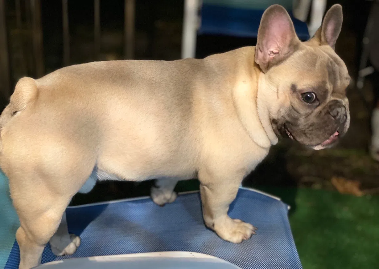 Lost dog in Miami Gardens, FL, 33056