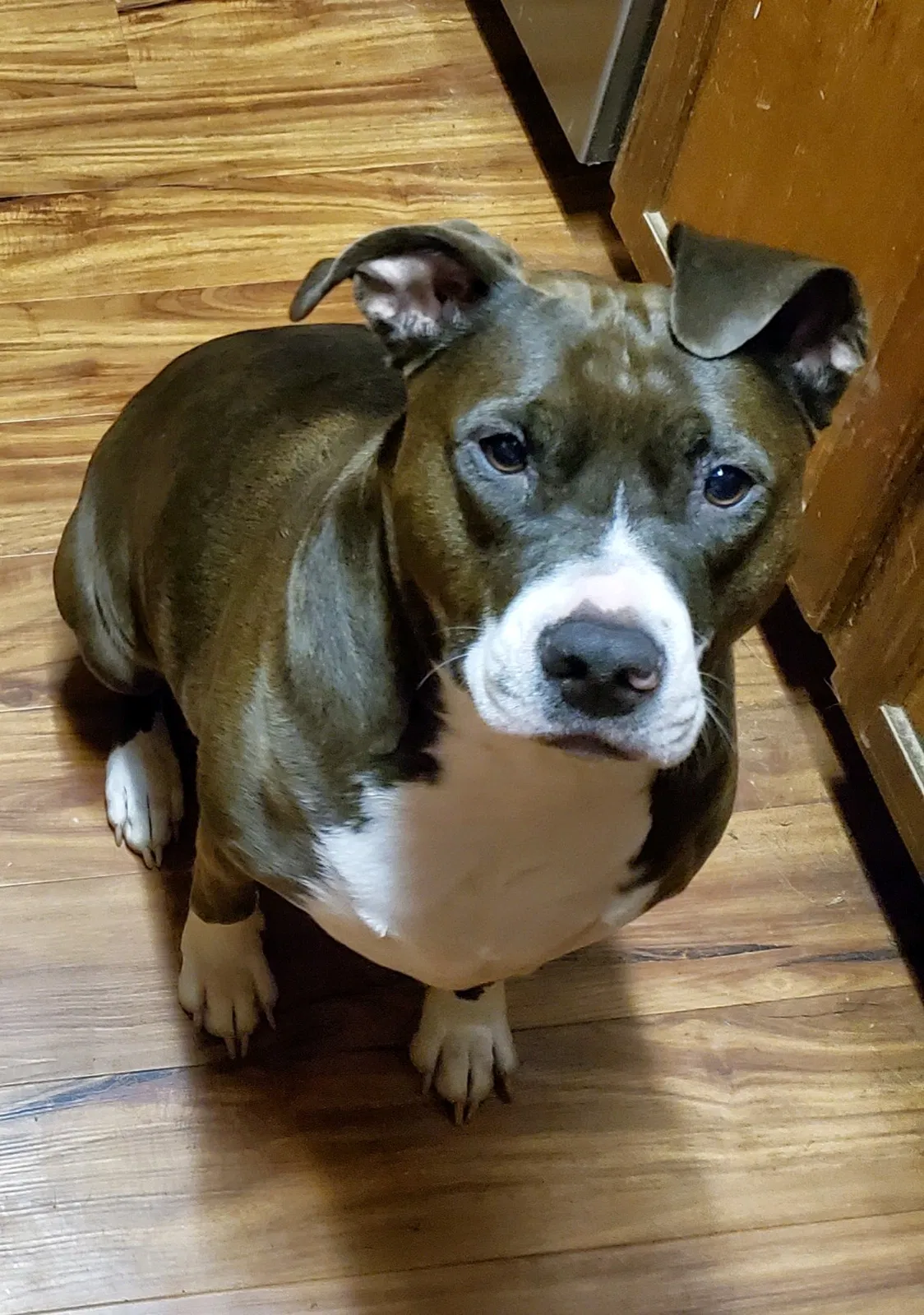 Lost dog in Hazel Green, AL, 35750