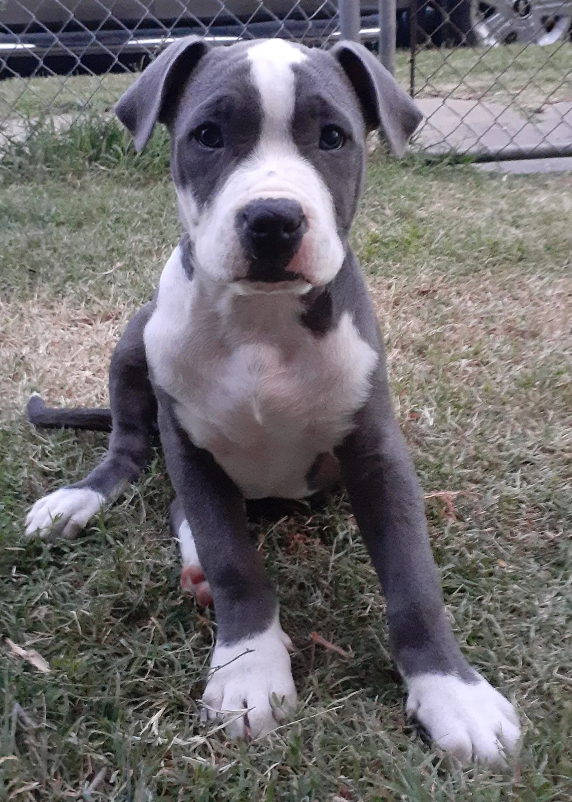 Lost dog in Wichita, KS, 67213