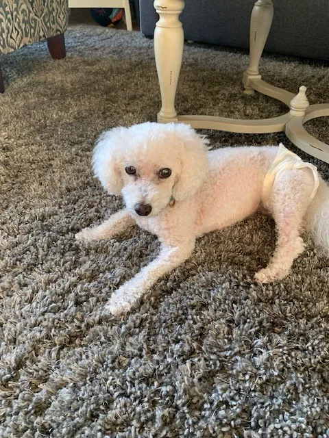 Lost dog in Oviedo, FL, 32765