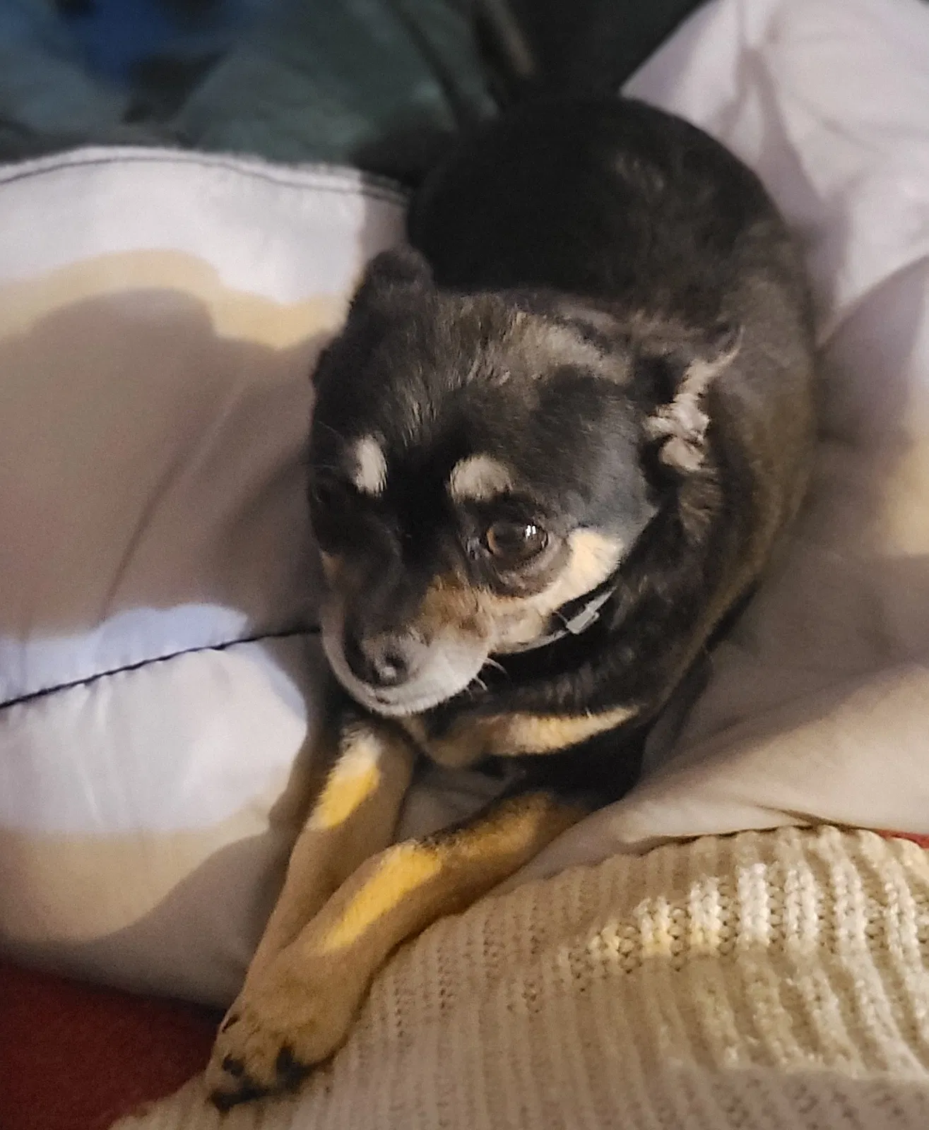 Lost dog in Chula Vista, CA, 91911