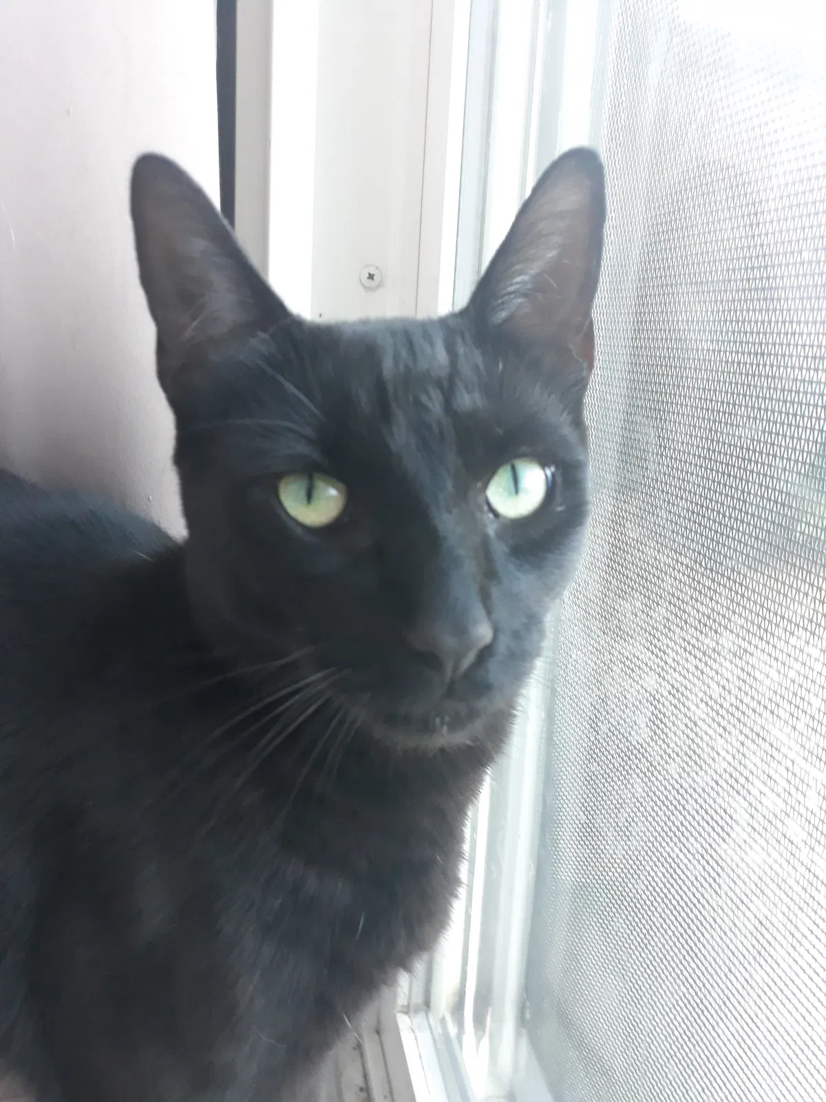 Lost cat in San Bernardino, CA, 92407