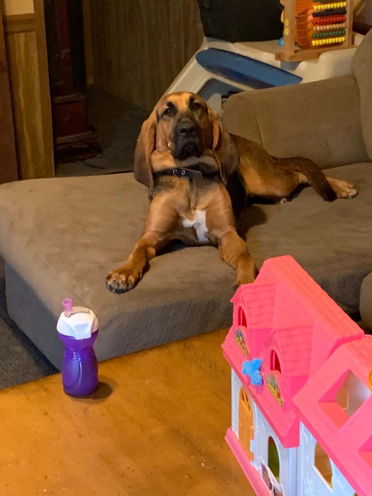 Lost dog in Arnold, MO, 63010