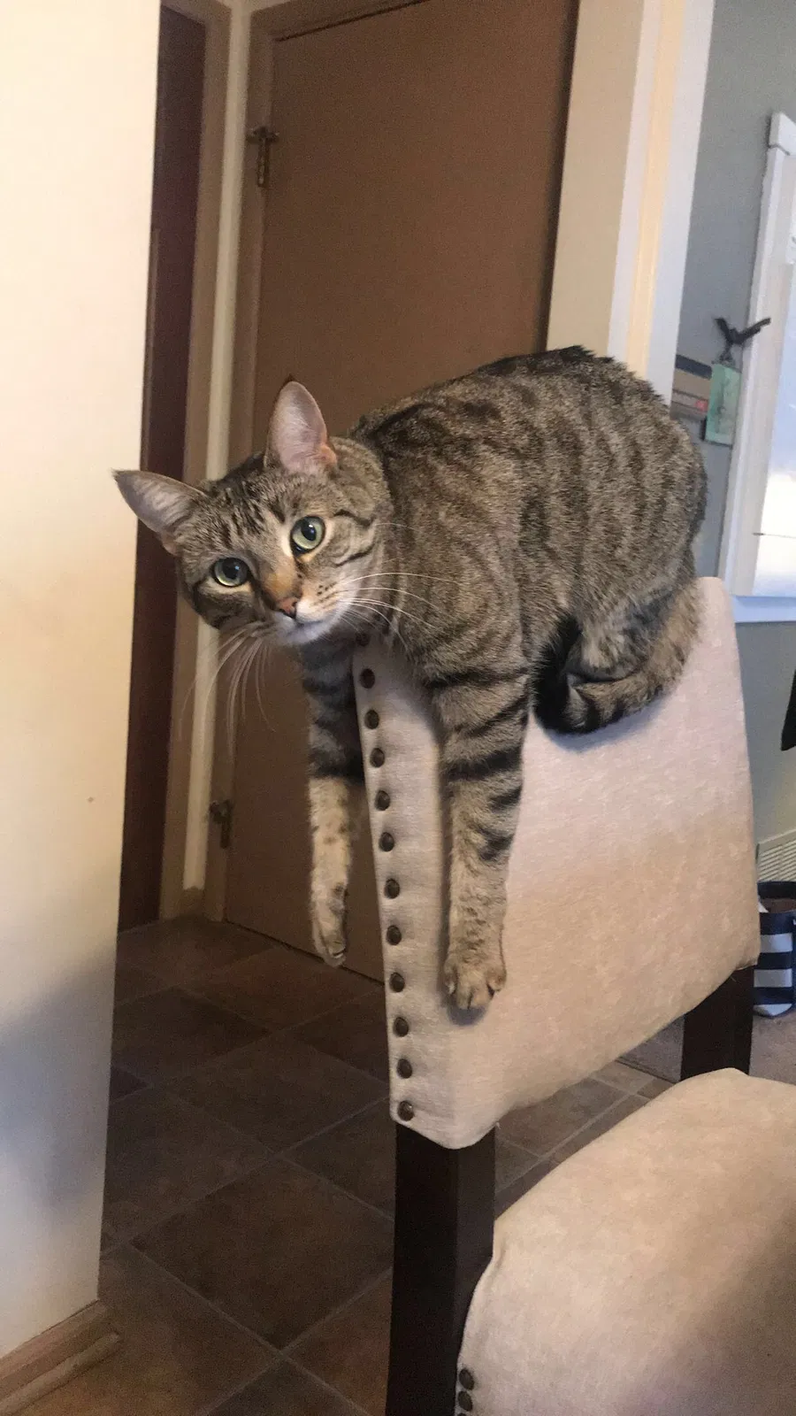 Lost cat in Sylvania, OH, 43560