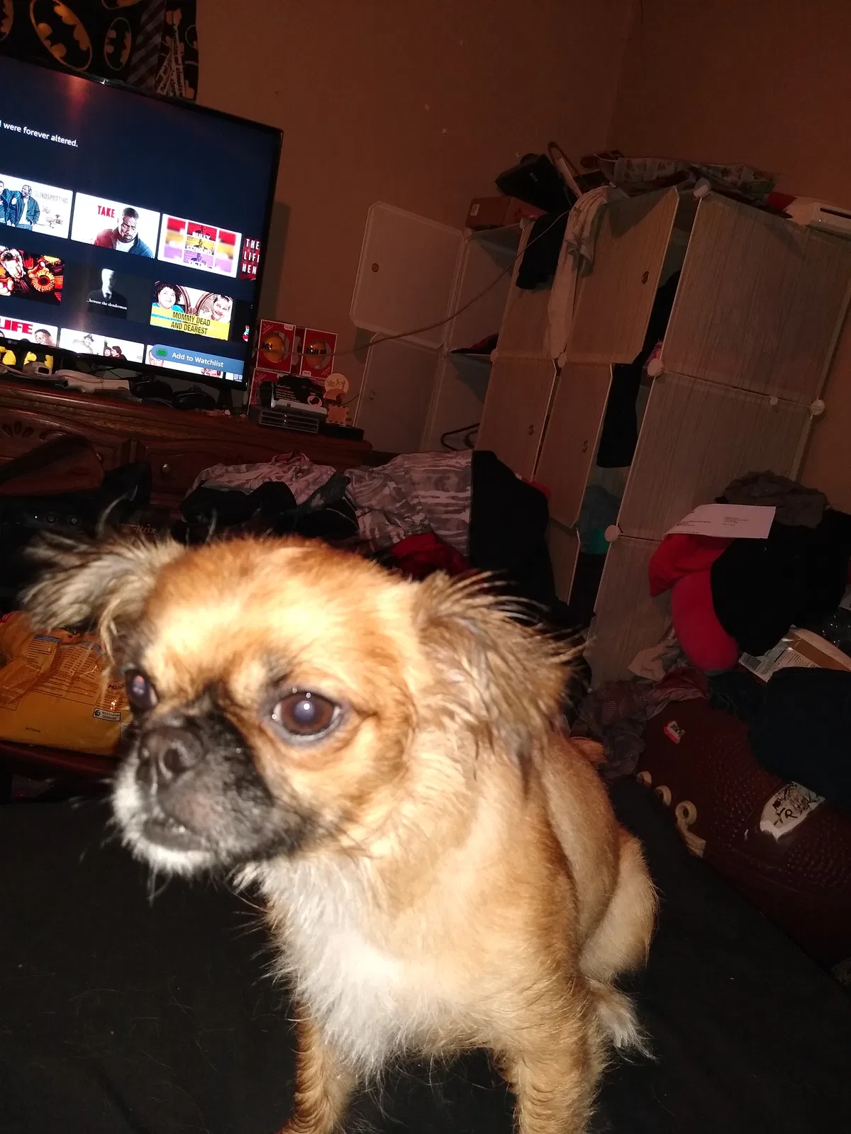 Lost dog in Springfield, OH, 45505