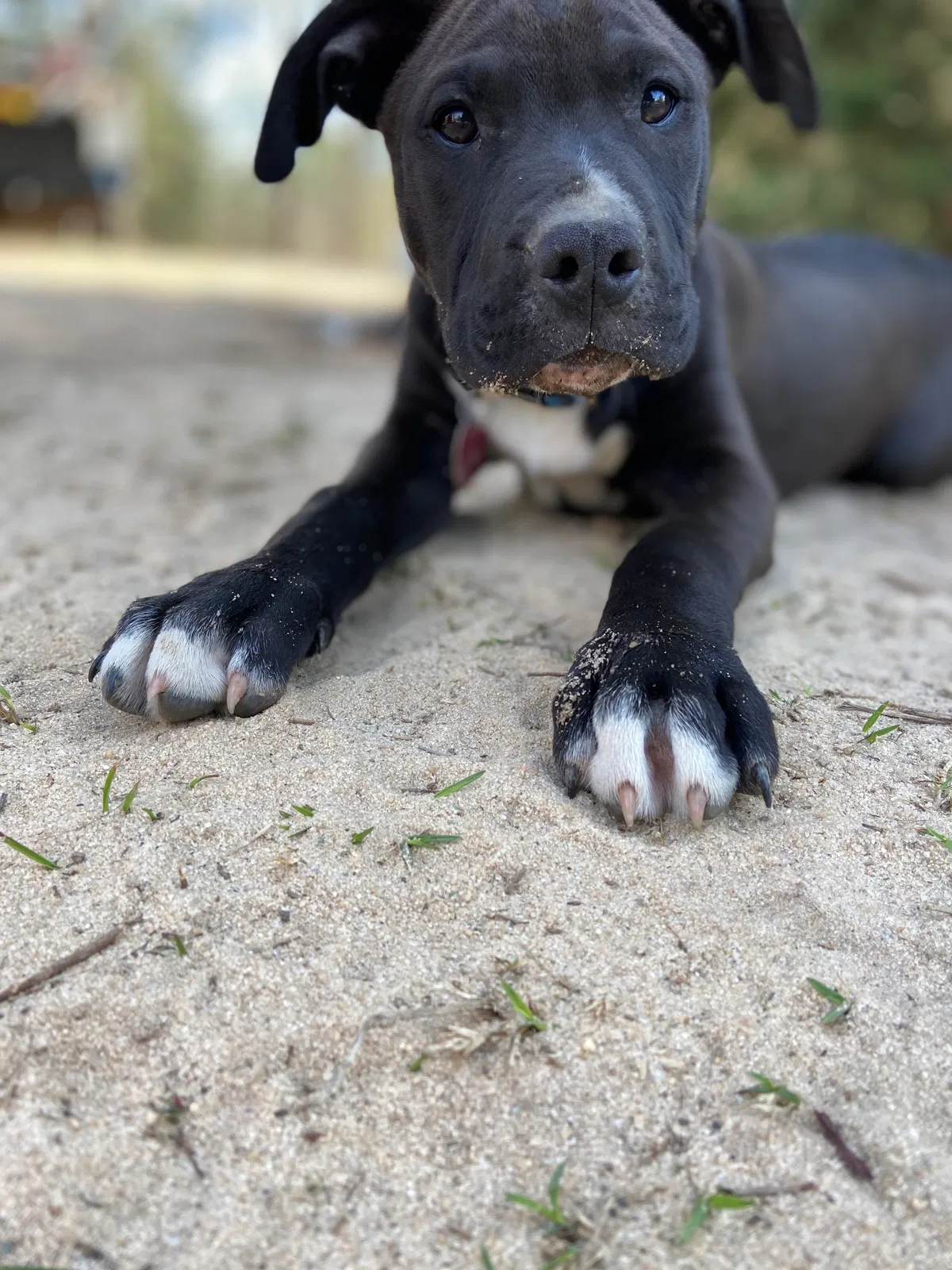 Lost dog in Gaston, SC, 29053