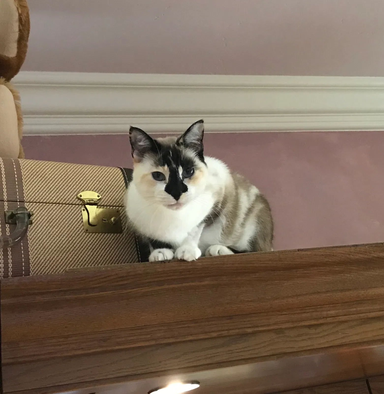 Lost cat in Salinas, CA, 93907