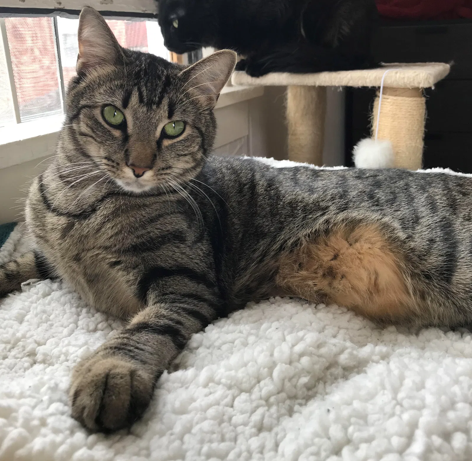 Lost cat in Pittsburgh, PA, 15232