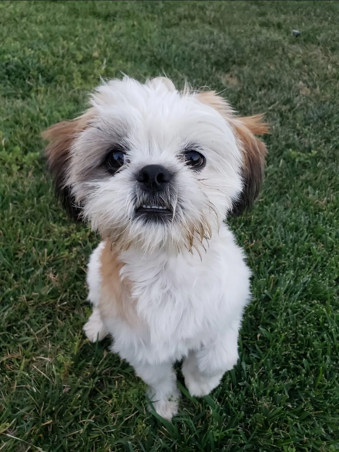 Lost dog in San Diego, CA, 92154