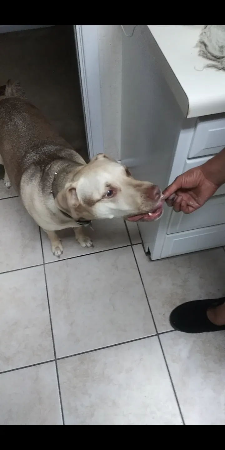 Lost dog in Beaumont, TX, 77706