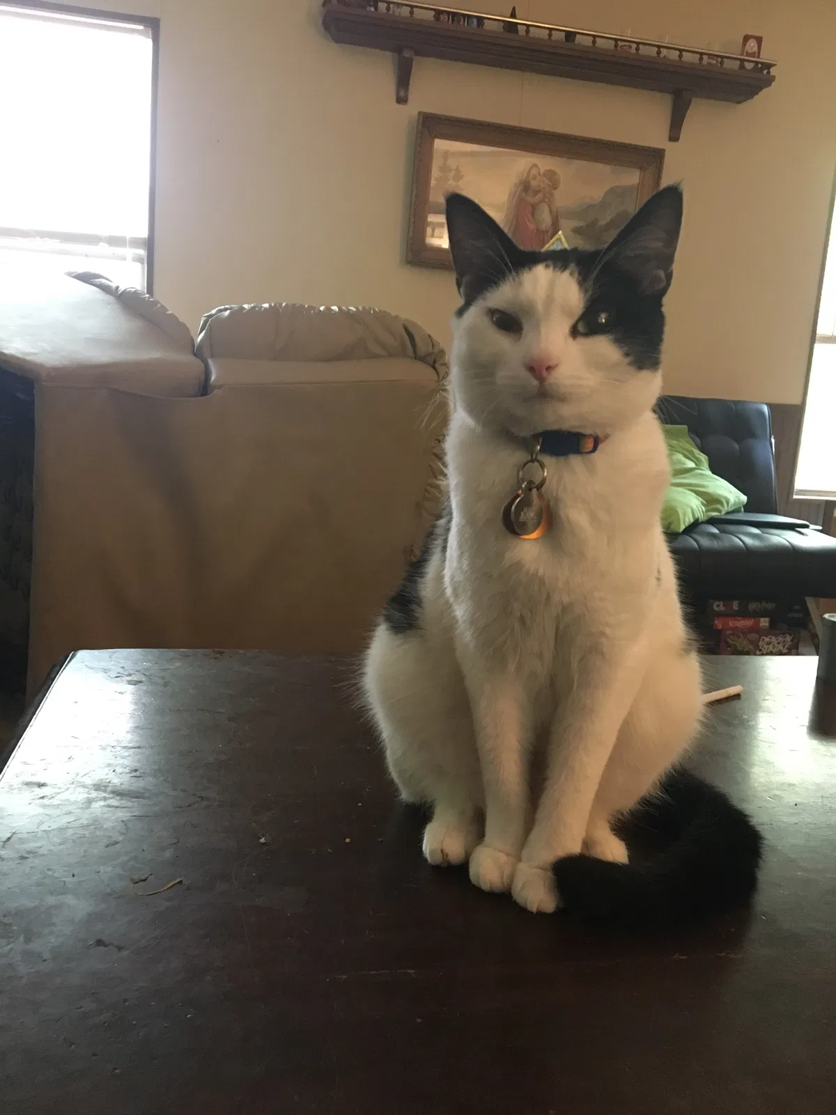 Lost cat in Birmingham, AL, 35242