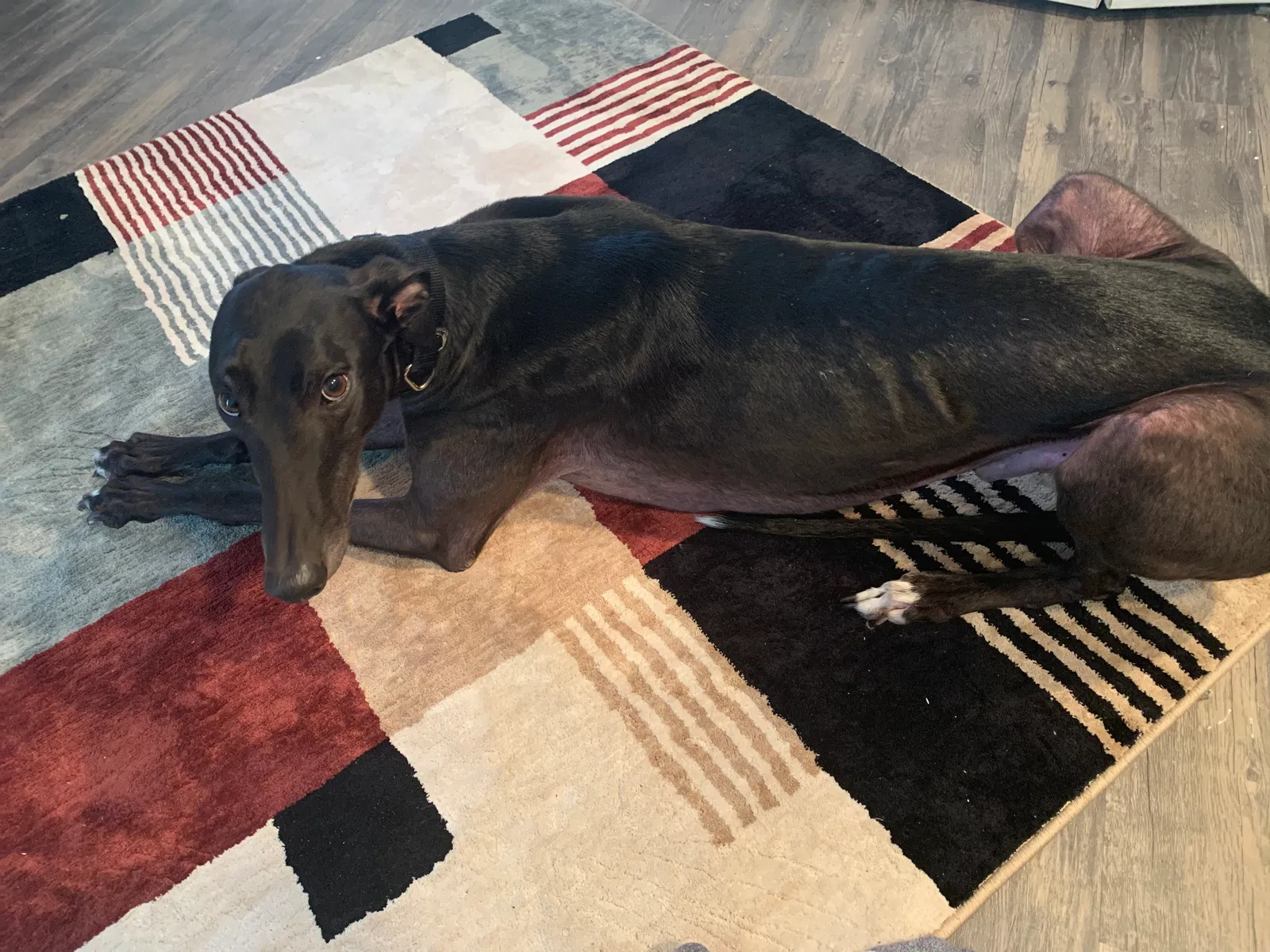 Lost dog in Bay Saint Louis, MS, 39520